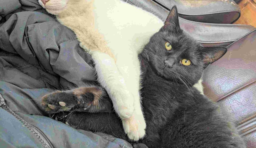 くまくんと、ねこ